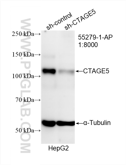 WB analysis of HepG2 using 55279-1-AP