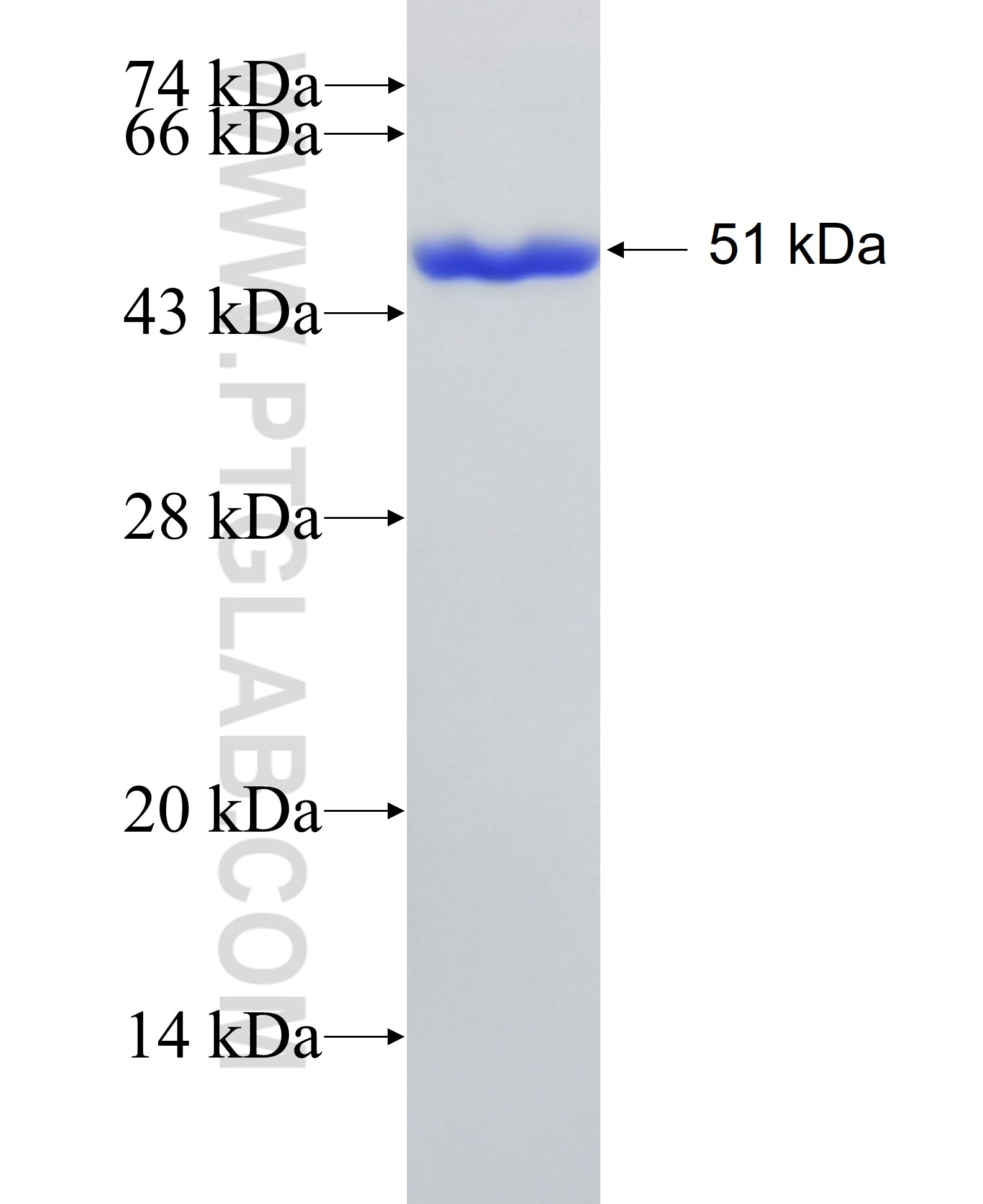 CTBP1 fusion protein Ag28567 SDS-PAGE