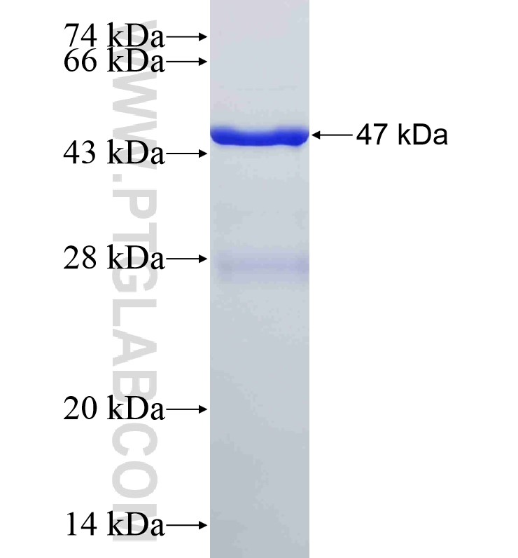 CTBP2 fusion protein Ag0352 SDS-PAGE
