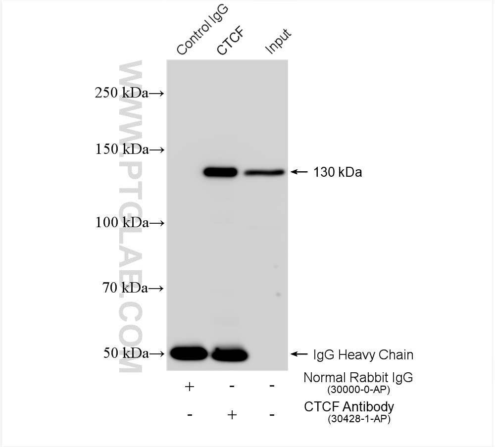 IP experiment of MCF-7 using 30428-1-AP