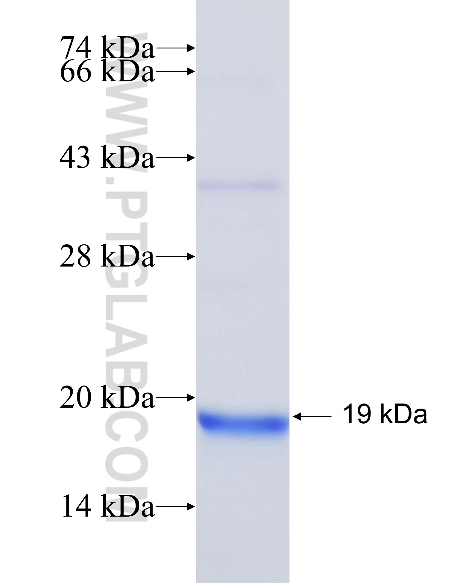 CTF1 fusion protein Ag39238 SDS-PAGE