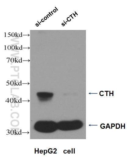 WB analysis of HepG2 cells using 12217-1-AP