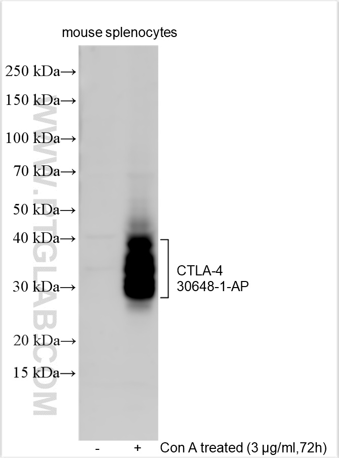 WB analysis using 30648-1-AP