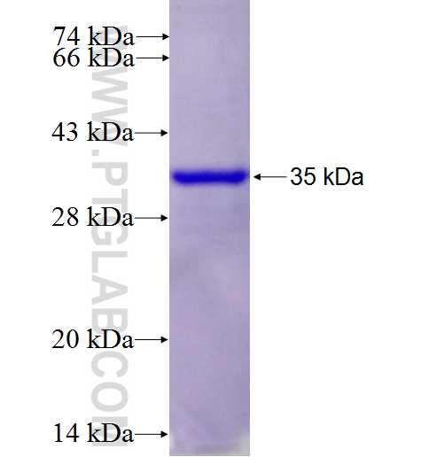 CTLA-4 fusion protein Ag24178 SDS-PAGE
