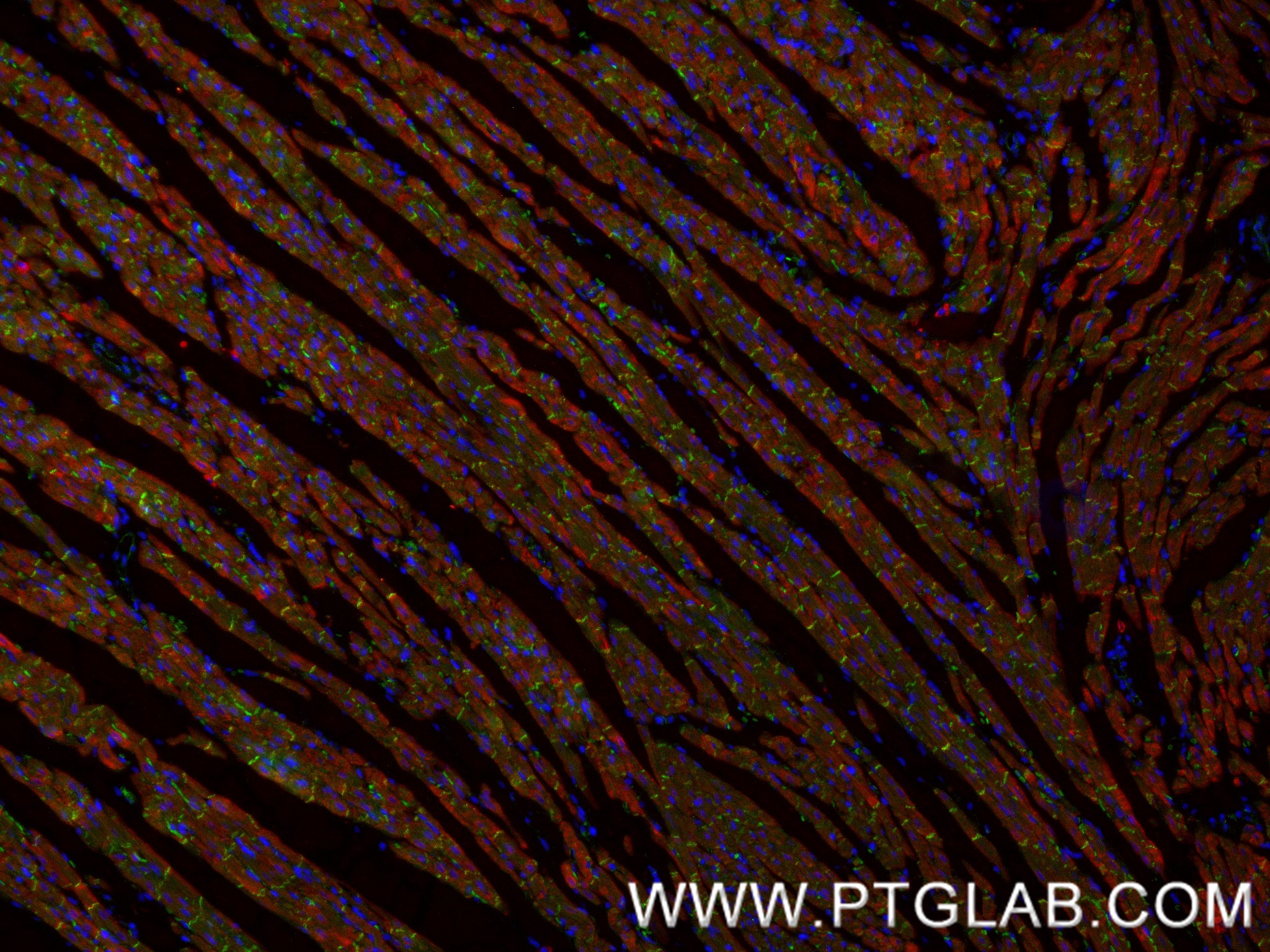 IF Staining of rat heart using 87022-1-RR