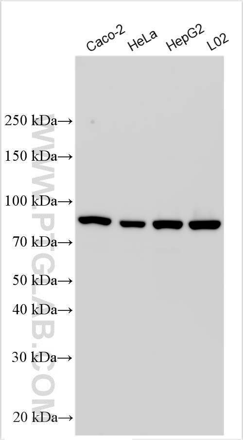 WB analysis using 32926-1-AP