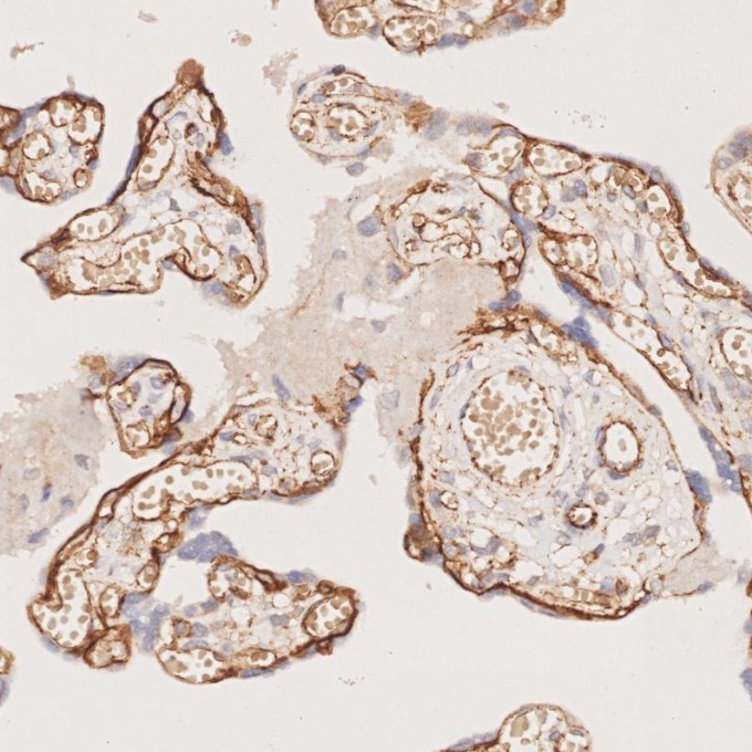 IHC staining of human placenta using 66379-1-Ig