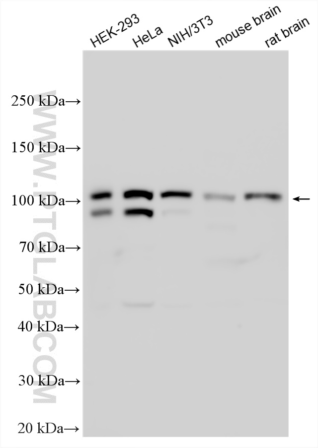 WB analysis using 12180-1-AP