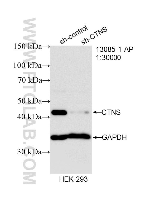 WB analysis of HEK-293 using 13085-1-AP WB analysis of HEK-293 using 13085-1-AP