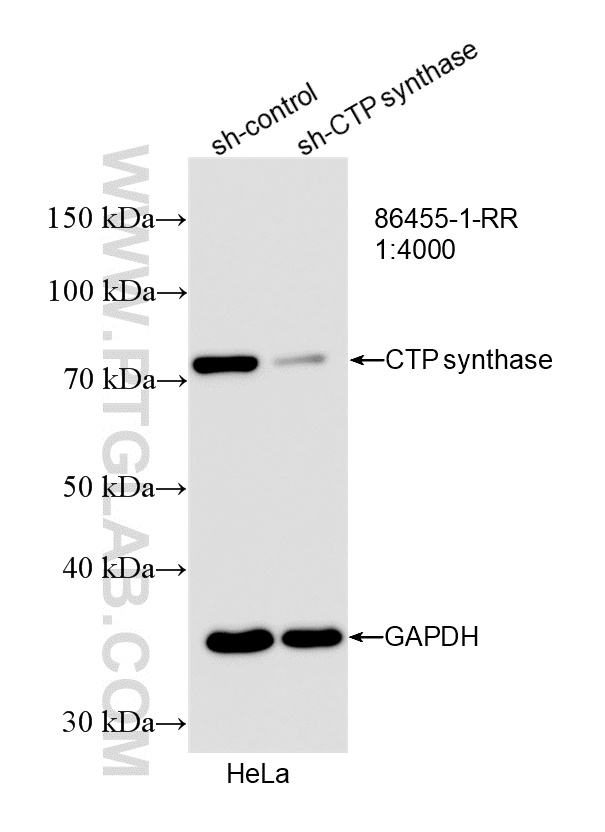 WB analysis of HeLa using 86455-1-RR