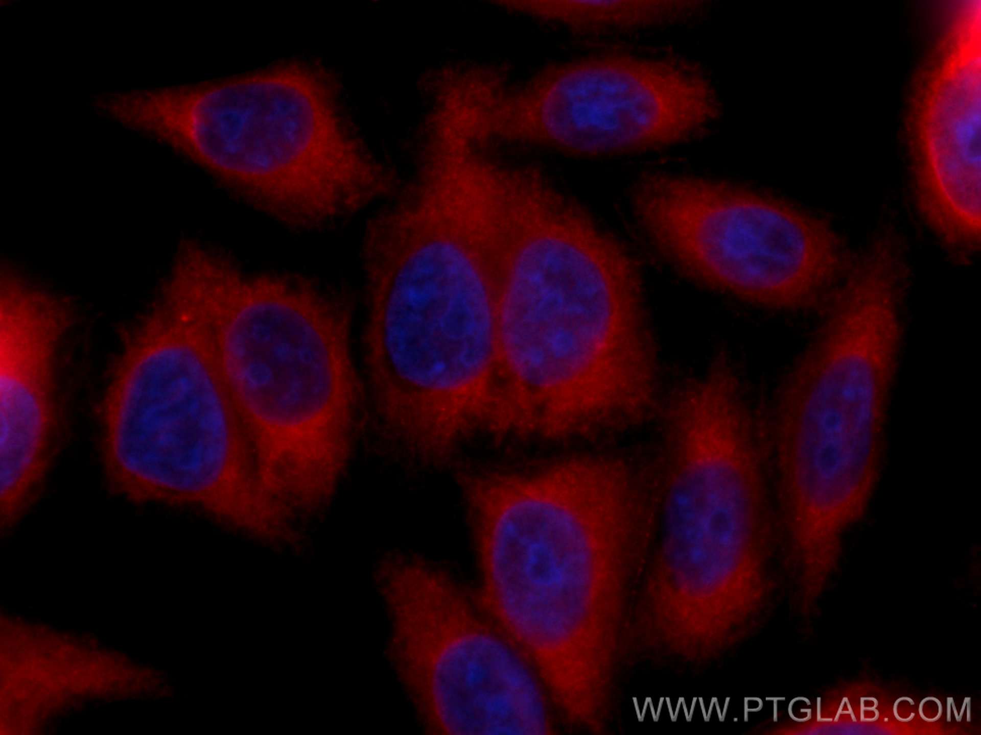 IF Staining of HepG2 using CL594-15914