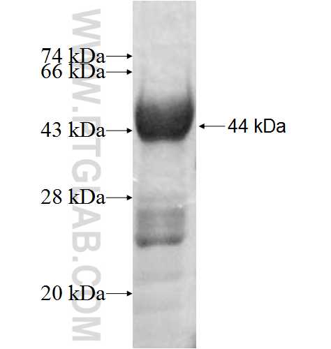 CTPS fusion protein Ag8928 SDS-PAGE