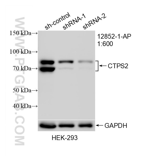 WB analysis of HEK-293 using 12852-1-AP WB analysis of HEK-293 using 12852-1-AP