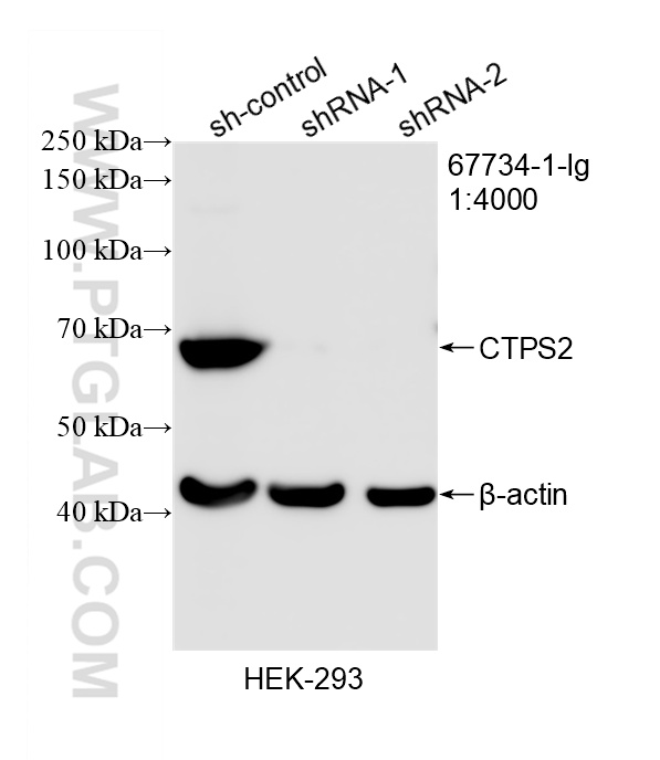WB analysis of HEK-293 using 67734-1-Ig