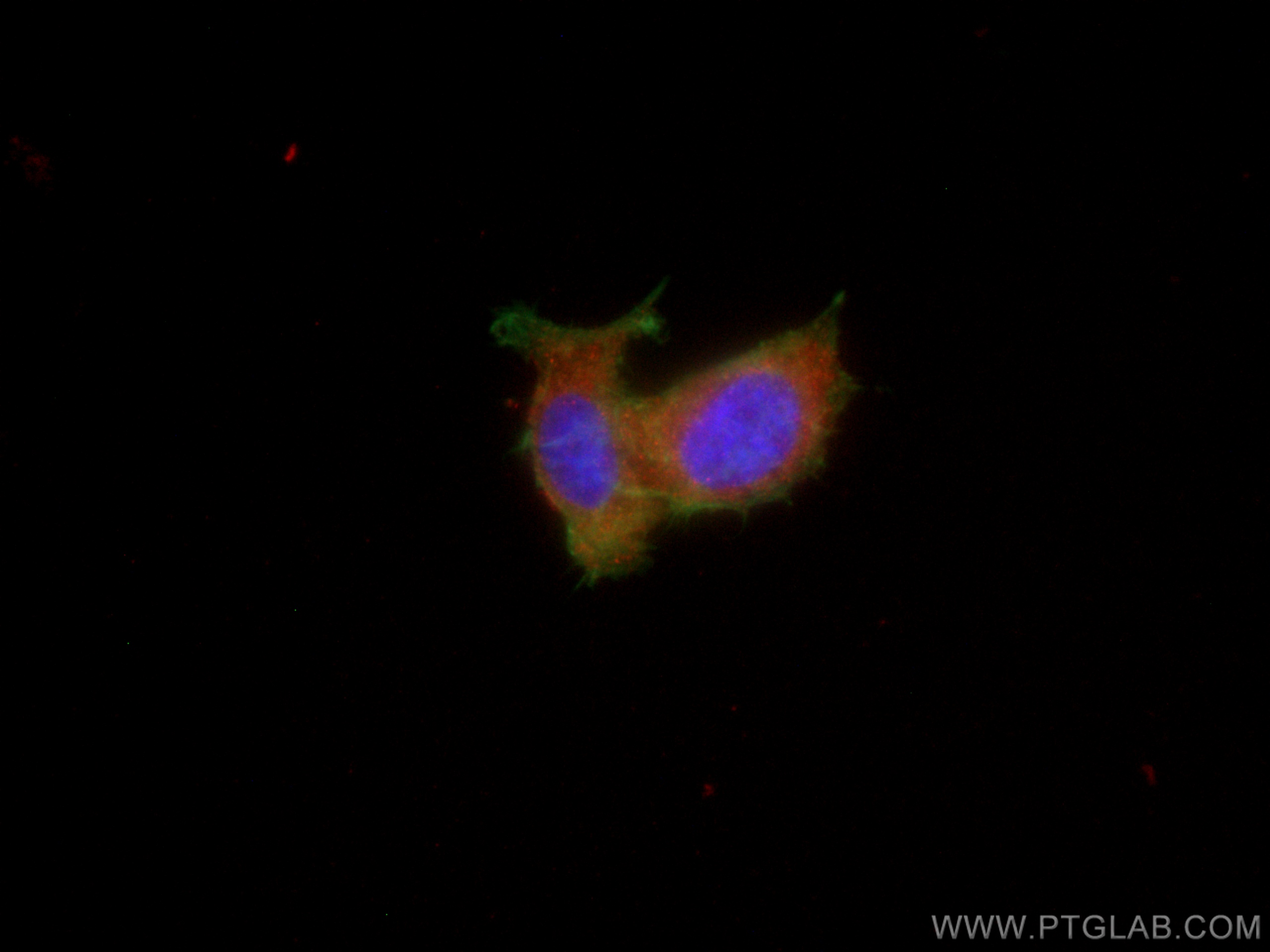 IF Staining of PC-12 using CL594-67734