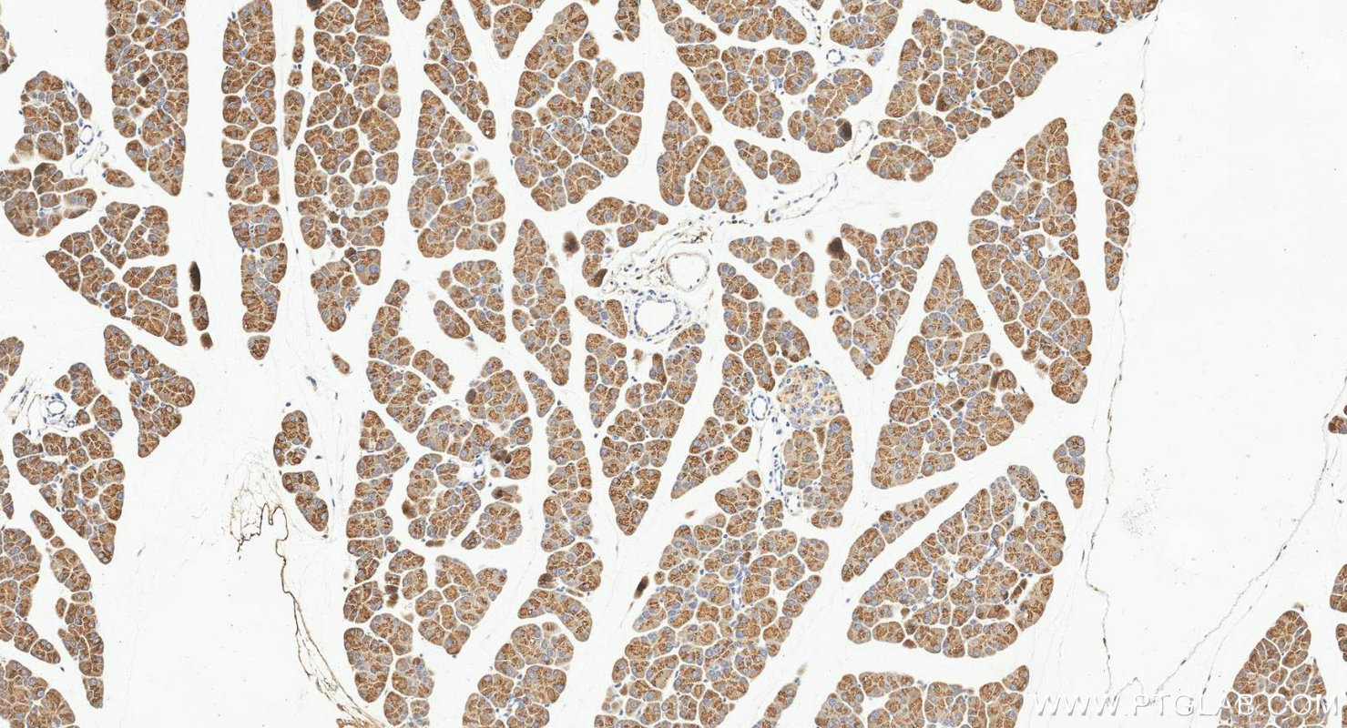 IHC staining of mouse pancreas using 16416-1-AP IHC staining of mouse pancreas using 16416-1-AP