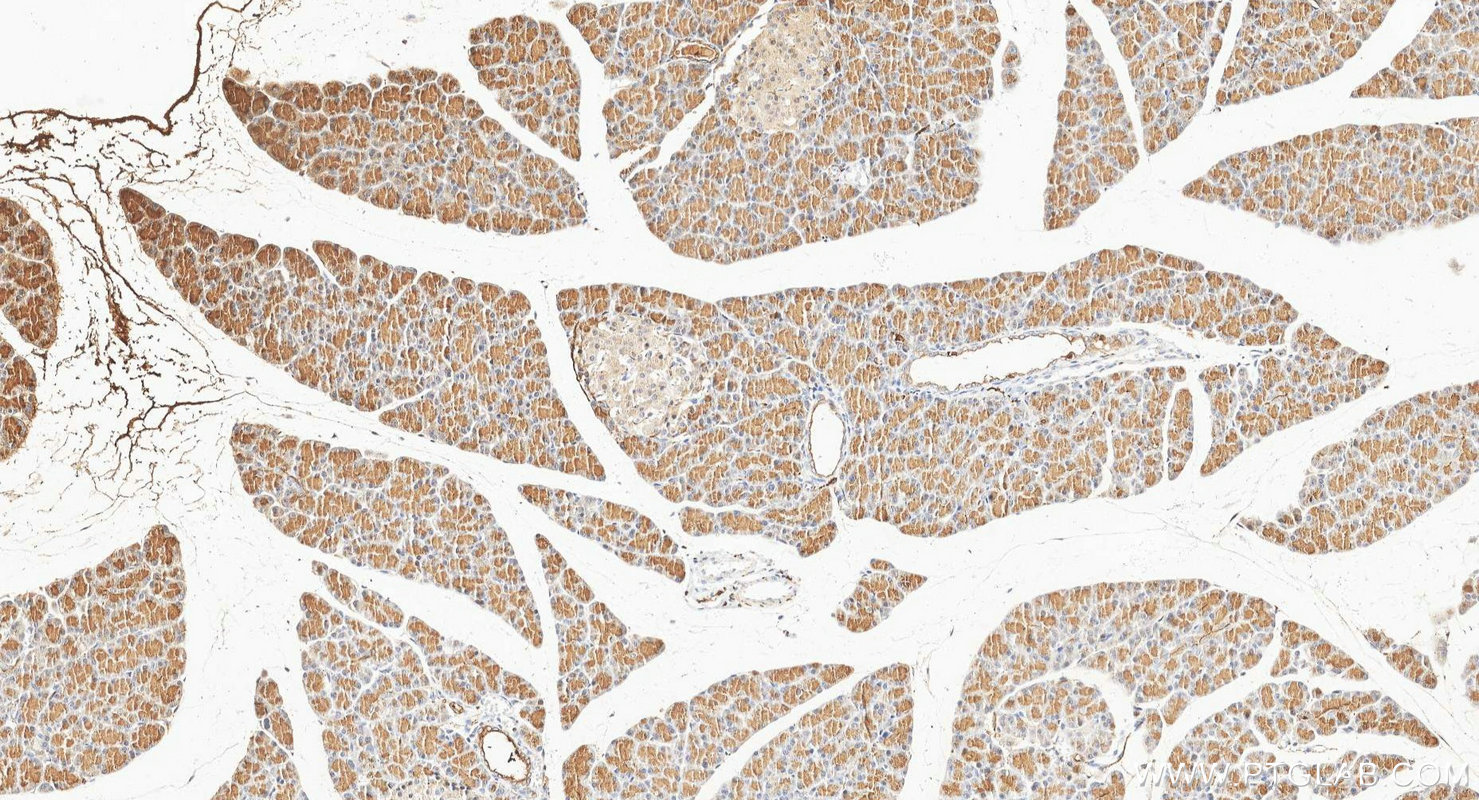 IHC staining of rat pancreas using 16416-1-AP IHC staining of rat pancreas using 16416-1-AP