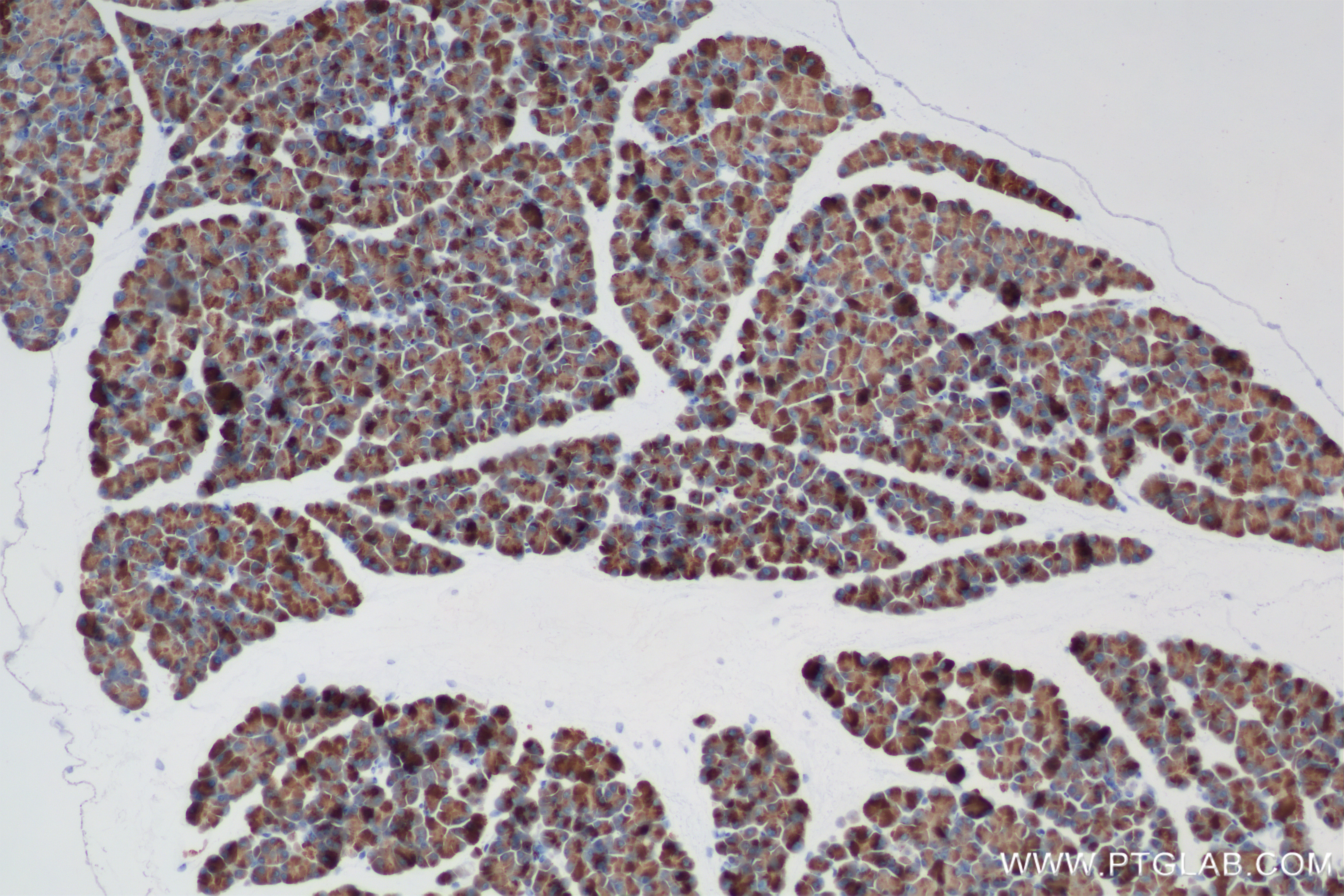 IHC staining of mouse pancreas using 84572-4-RR