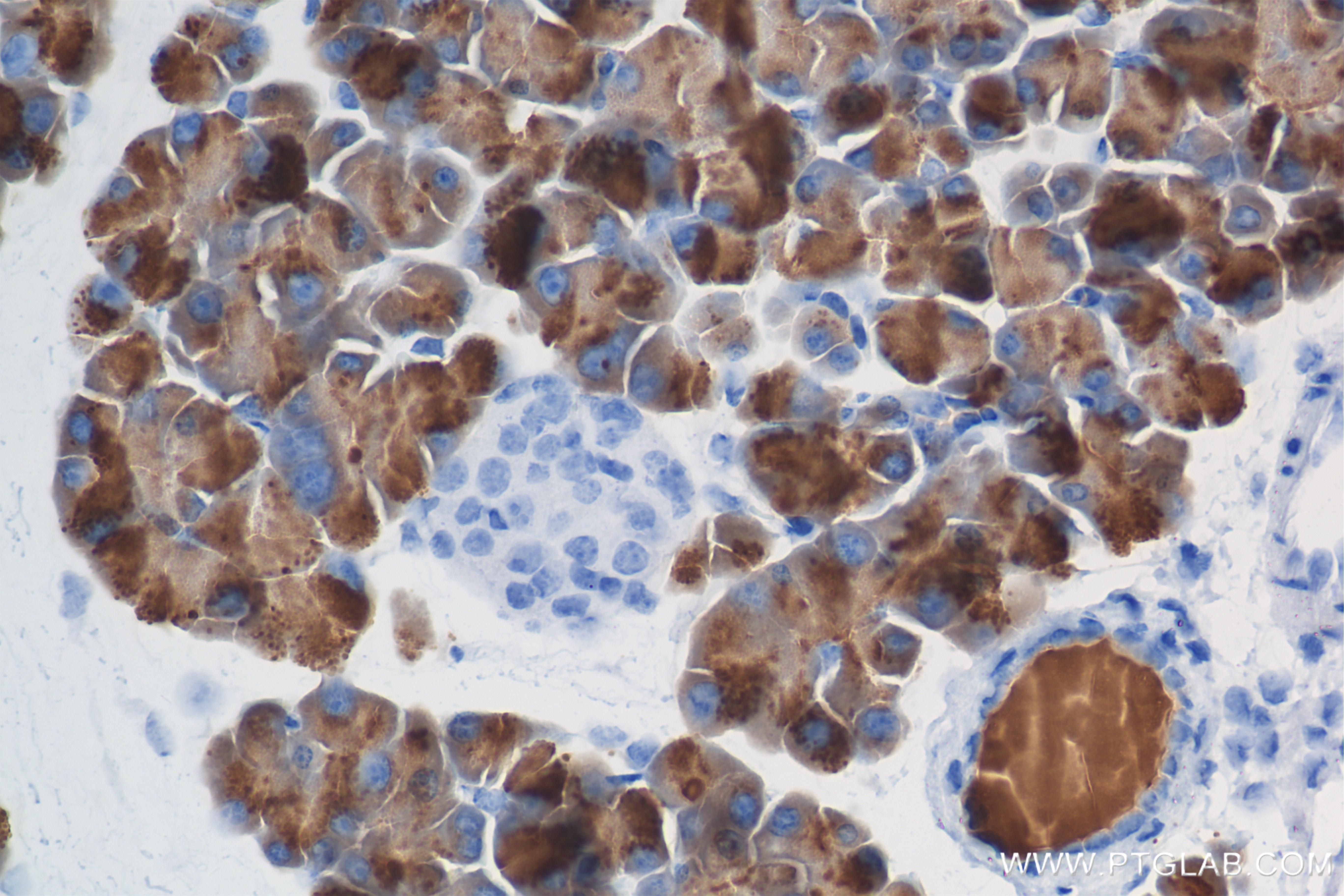 IHC staining of mouse pancreas using 84572-4-RR