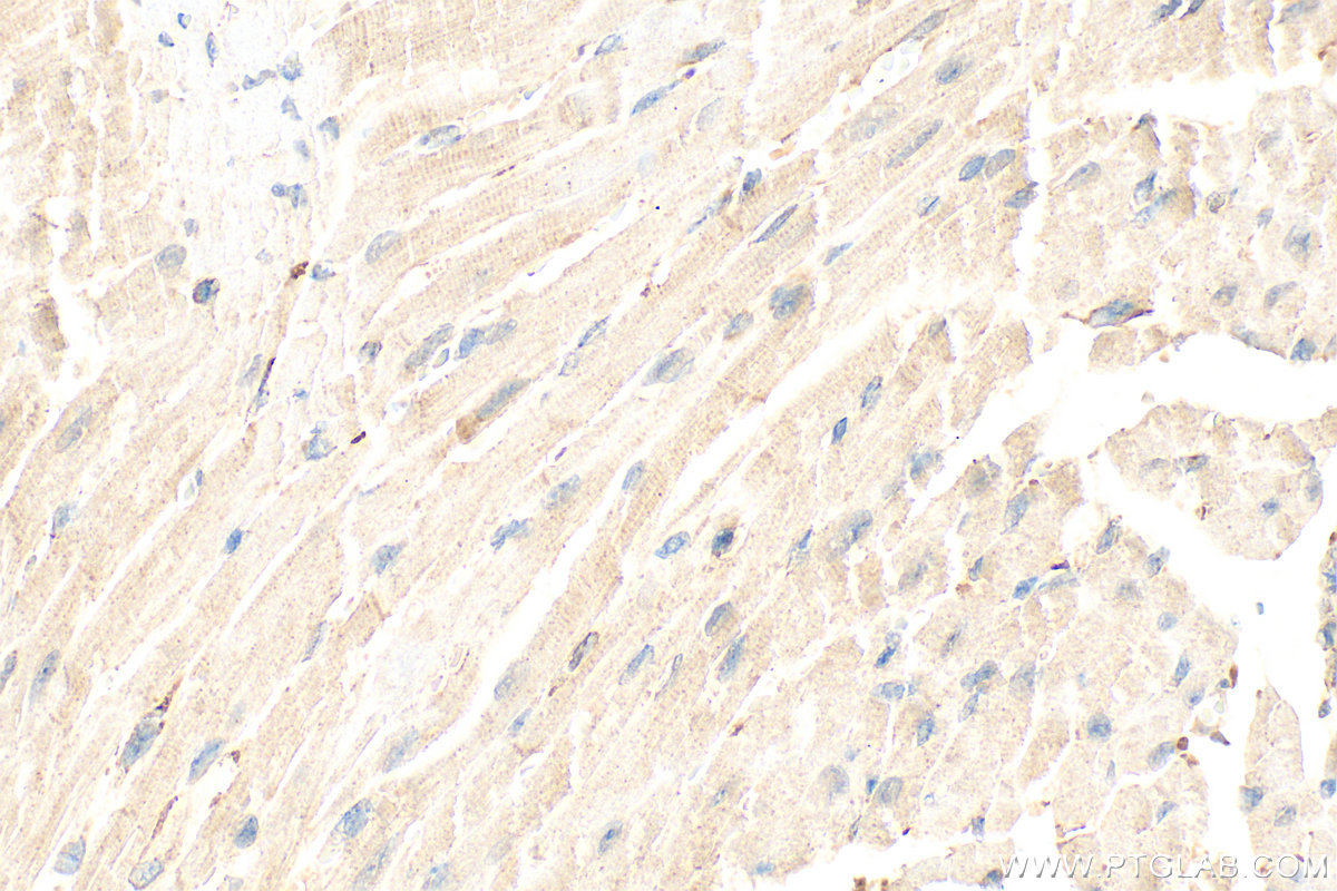 IHC staining of mouse heart using 30289-1-AP