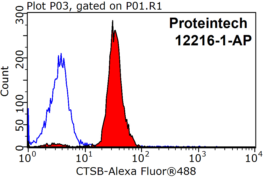 Cathepsin B