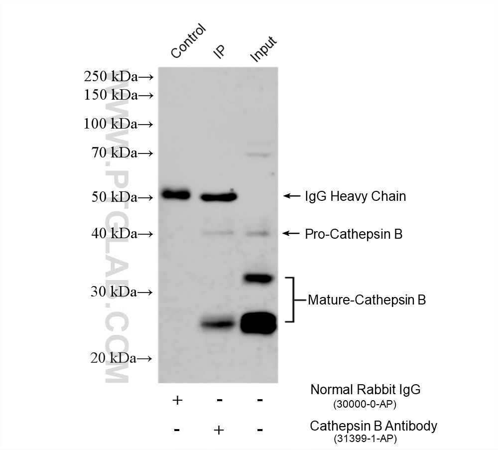 IP result of anti-Cathepsin B (IP:12216-1-AP, 4ug; Detection:12216-1-AP 1:3000) with HepG2 cells lysate 2000 ug. IP experiment of HepG2 using 12216-1-AP