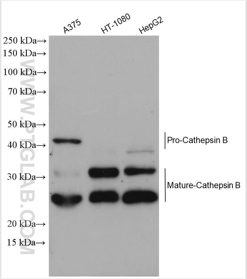 WB analysis using 12216-1-AP