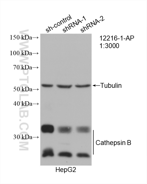 WB analysis of HepG2 using 12216-1-AP