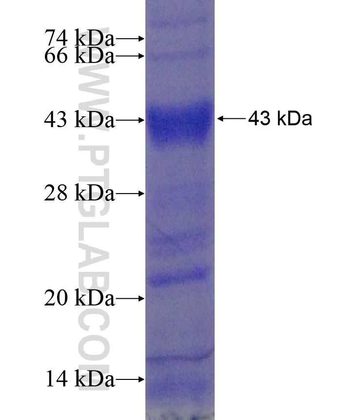 CTSK fusion protein Ag17904 SDS-PAGE