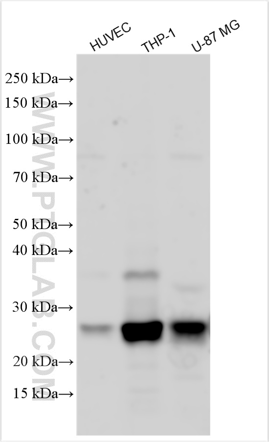 WB analysis using 27538-1-AP