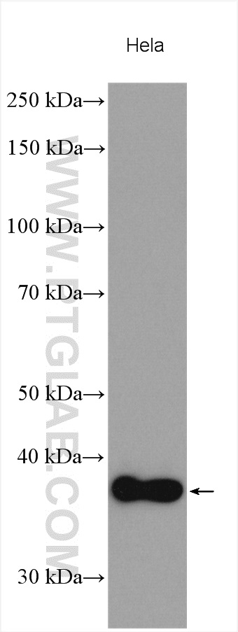 WB analysis using 16578-1-AP