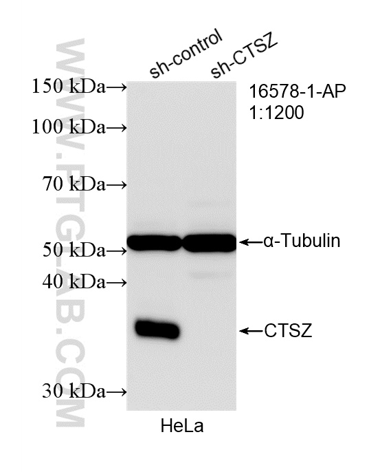 WB analysis of HeLa using 16578-1-AP WB analysis of HeLa using 16578-1-AP