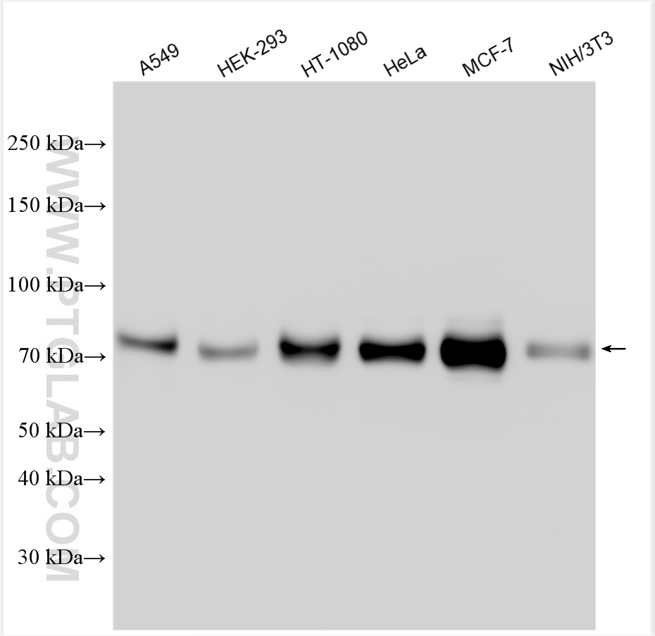 WB analysis using 11381-1-AP