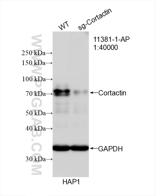 WB analysis of HAP1 using 11381-1-AP