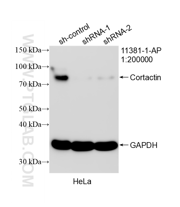 WB result of Cortactin antibody (11381-1-AP; 1:200000; incubated at room temperature for 1.5 hours) with sh-Control and sh-Cortactin transfected HeLa cells. WB analysis of HeLa using 11381-1-AP
