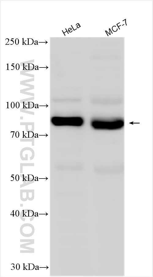 WB analysis using 25523-1-AP