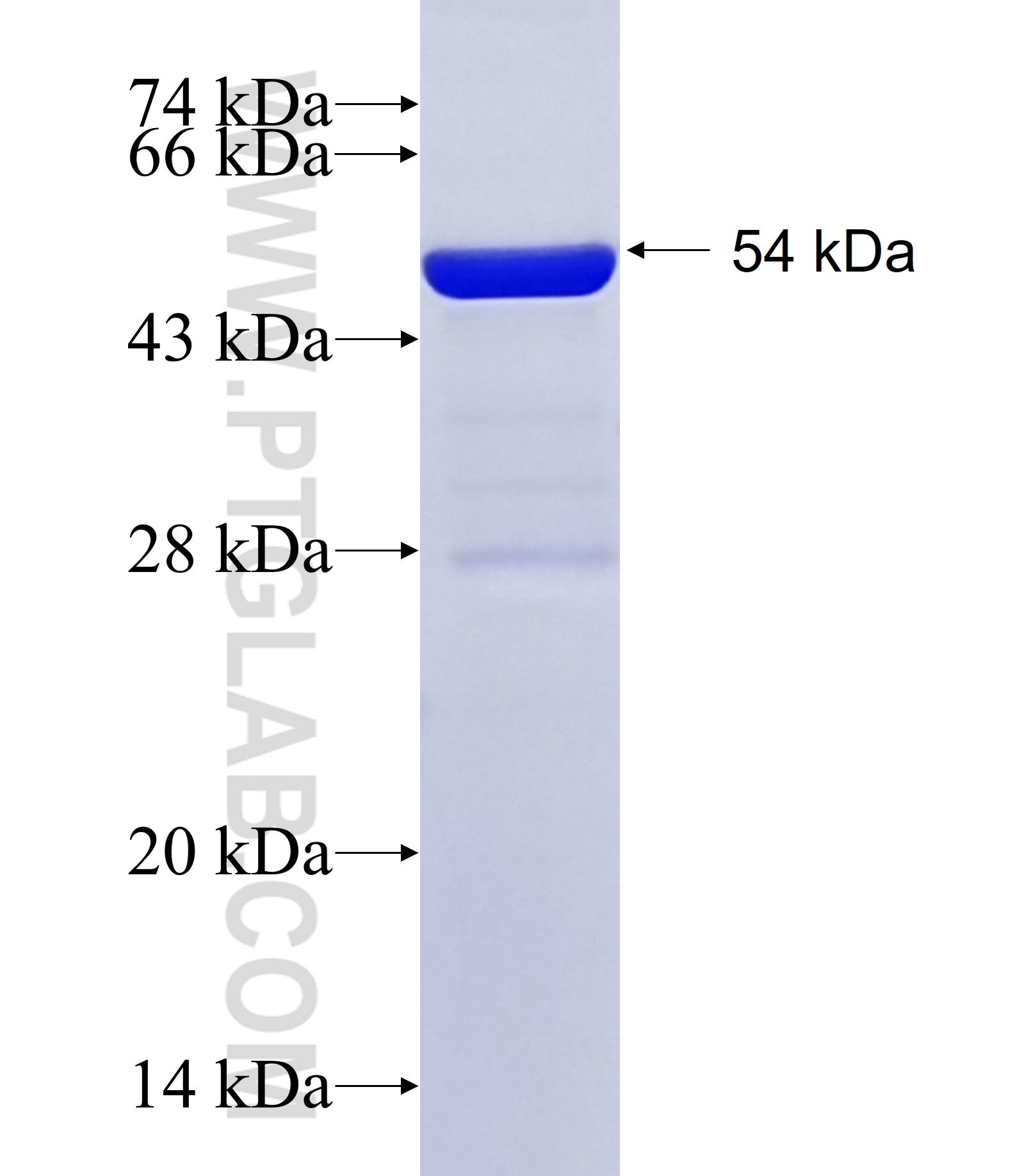 CUEDC2 fusion protein Ag13847 SDS-PAGE