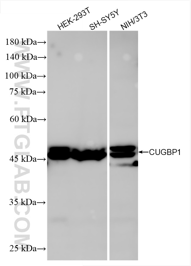WB analysis using 86227-3-RR