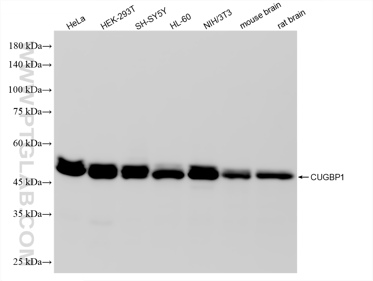 Various lysates were subjected to SDS PAGE followed by western blot with <a class='green' href='/productredirect?CatalogNo=86227-4-RR' target='_blank'>86227-4-RR</a> (CUGBP1 antibody) at dilution of 1:5000 incubated at room temperature for 1.5 hours. This data was developed using the same antibody clone with 86227-4-PBS in a different storage buffer formulation. WB analysis using 86227-4-RR (same clone as 86227-4-PBS)