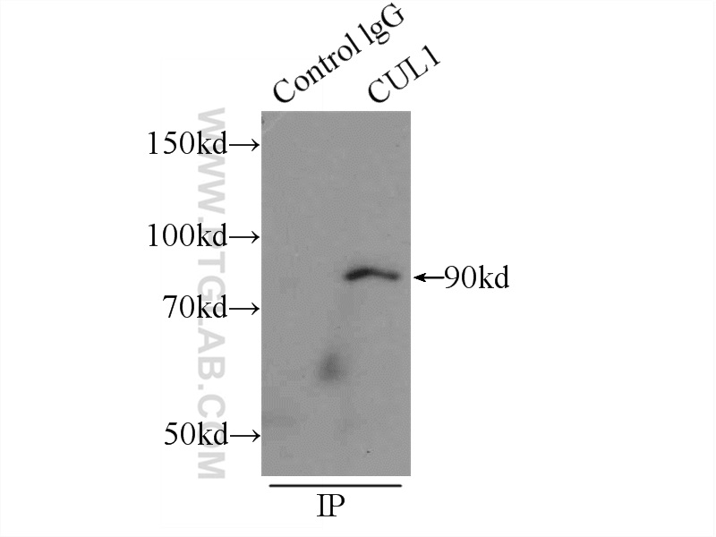 CUL1 Polyclonal antibody