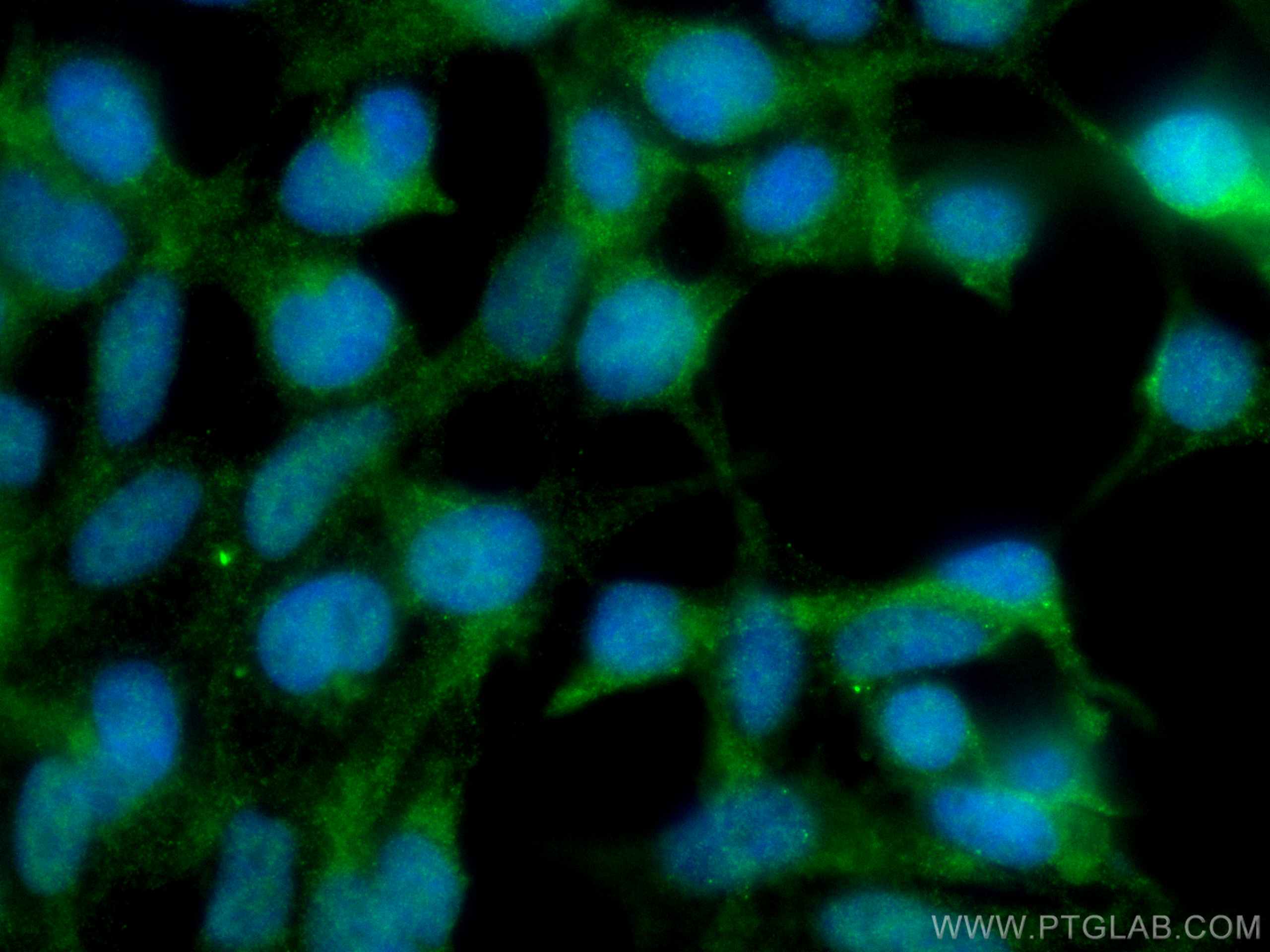 IF Staining of HEK-293 using 66978-1-Ig (same clone as 66978-1-PBS)