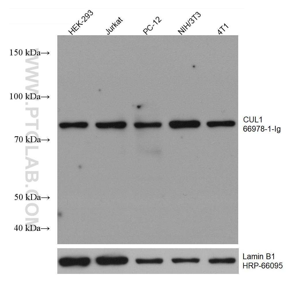 WB analysis using 66978-1-Ig