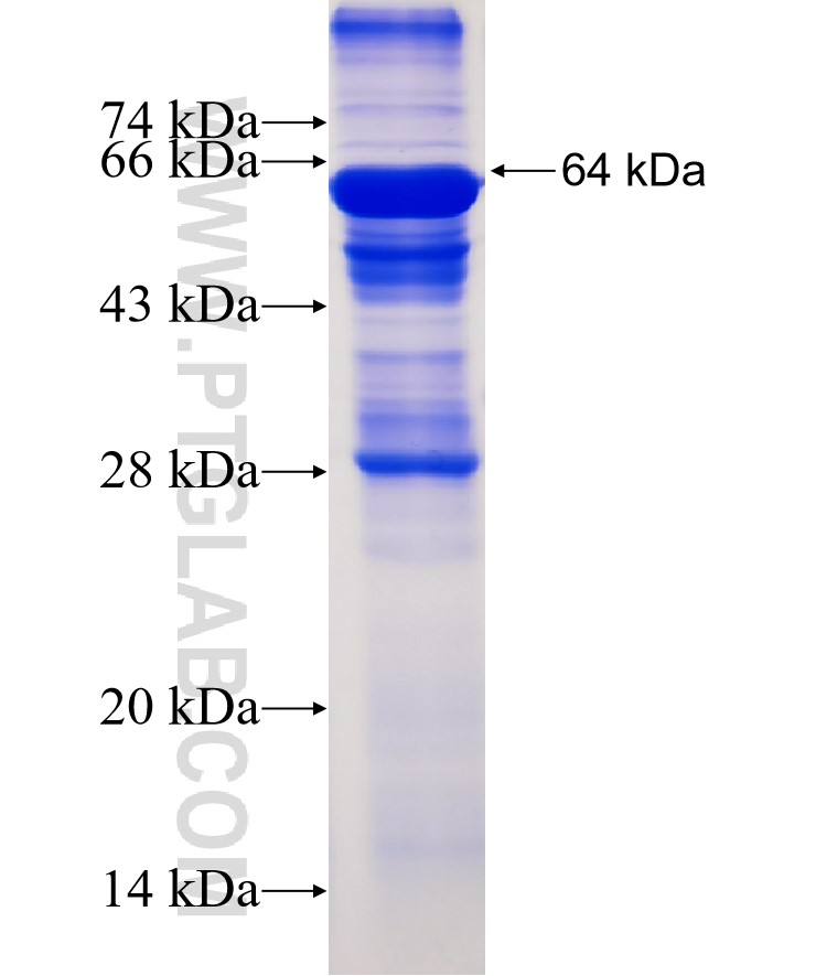 CUL1 fusion protein Ag3585 SDS-PAGE