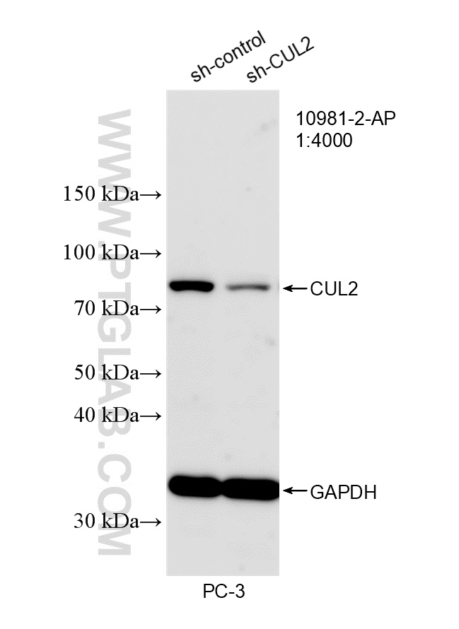 WB analysis of PC-3 using 10981-2-AP