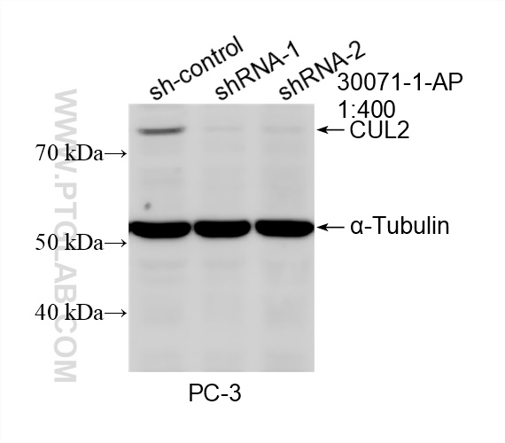 WB analysis of PC-3 using 30071-1-AP