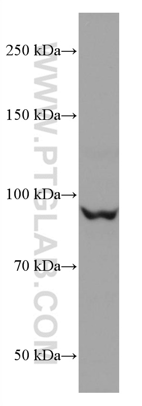 CUL2