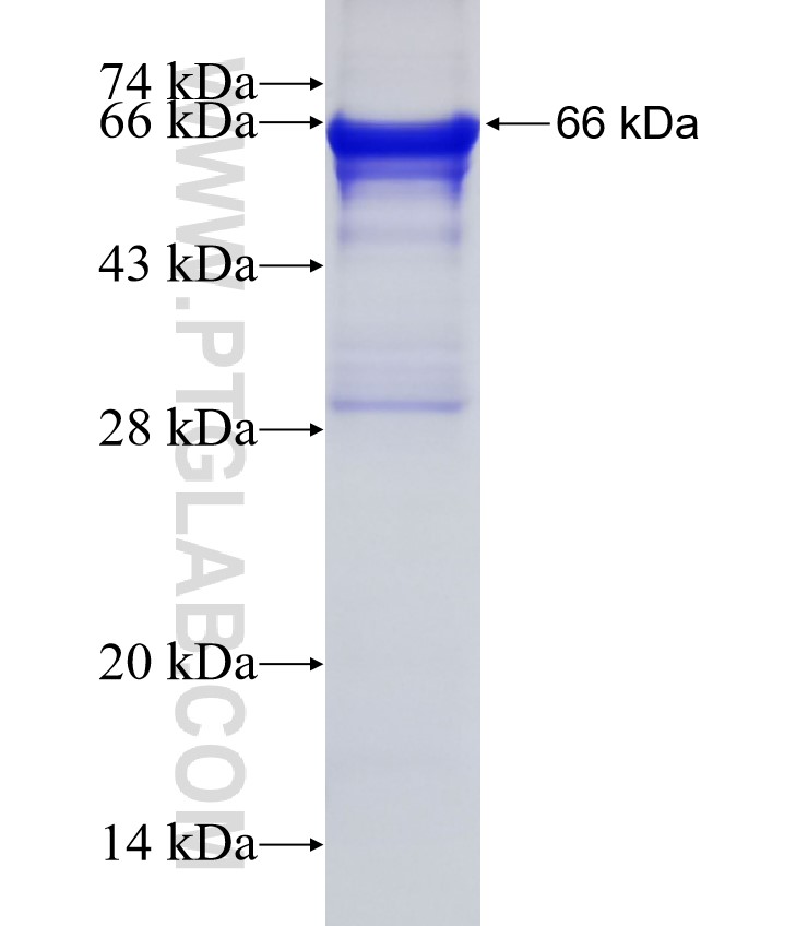CUL2 fusion protein Ag1434 SDS-PAGE