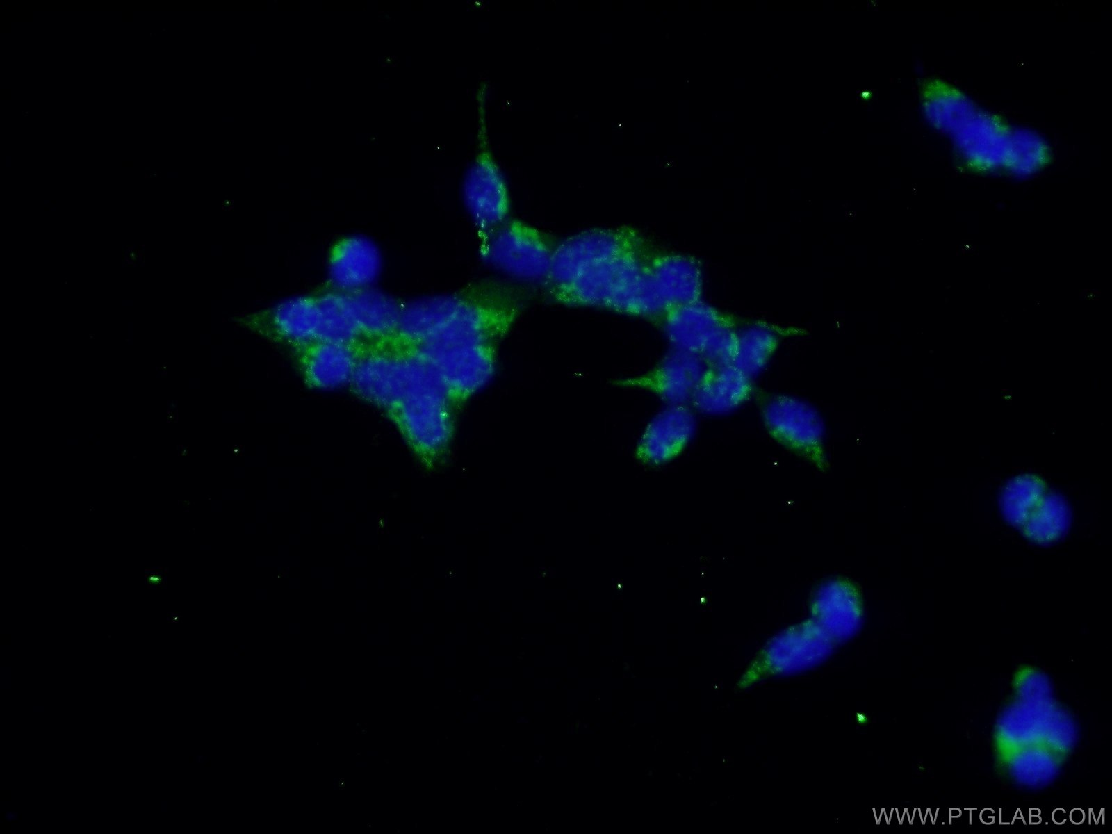 IF Staining of HEK-293 using 11107-1-AP