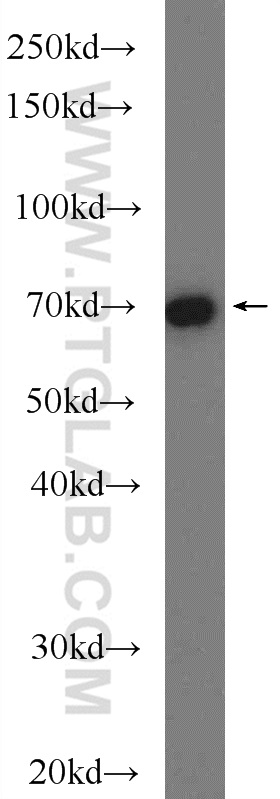 CUL3 Polyclonal antibody