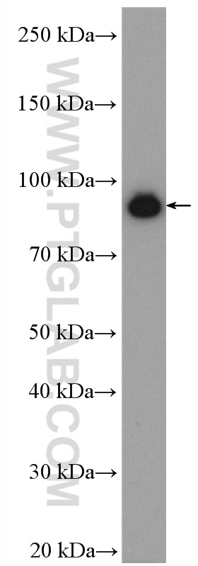 WB analysis of NIH/3T3 using 10693-1-AP